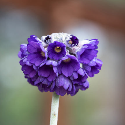 Primula capitata