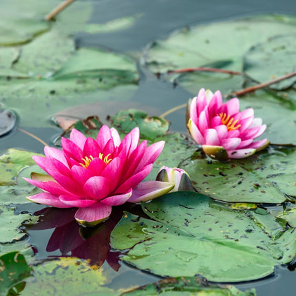 Nymphaea 'Pygmaea Rubra'
