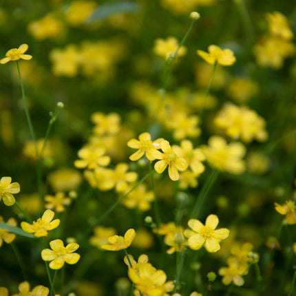 Ranunculus flammula