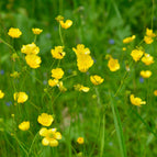1 / 7cm Bareroot