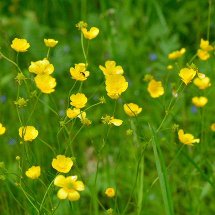 Ranunculus flammula