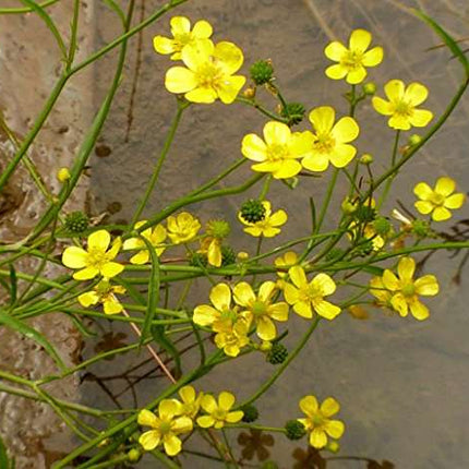 Ranunculus flammula