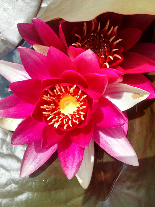 Red Spider Water Lily - Pond Plants - MW21