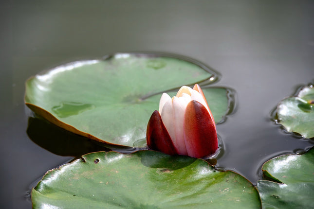 Nymphaea 'Rembrandt'
