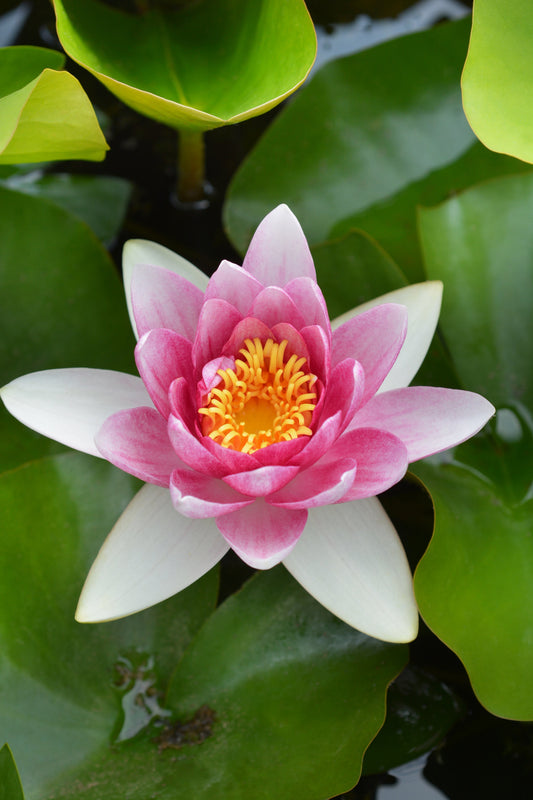 Rene Gerard Water Lily - Pond Plants - LW21