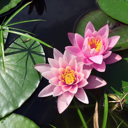 Nymphaea 'Rose Arey'