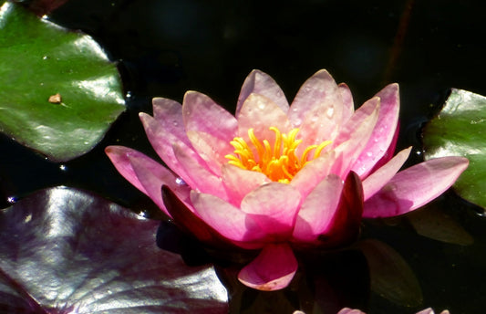 Rose Nymph Water Lily - Pond Plants - LW22