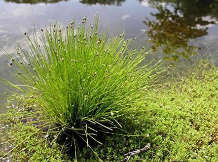 Scirpus cernuus