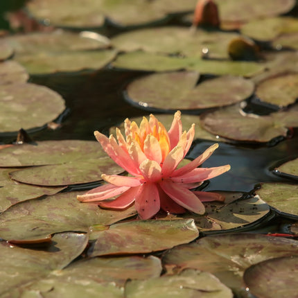 Nymphaea 'Sioux'