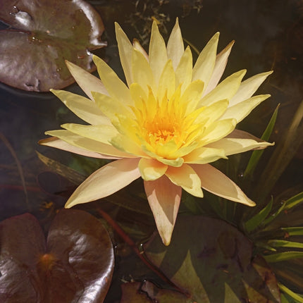 Nymphaea 'Texas Dawn'