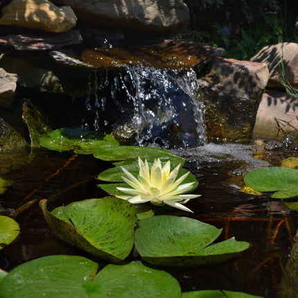 Nymphaea 'Texas Dawn'