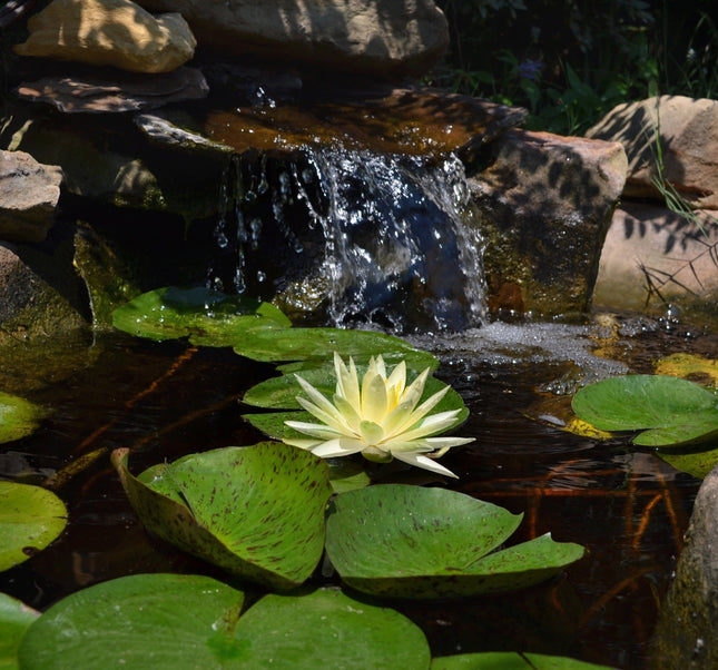 Nymphaea 'Texas Dawn'