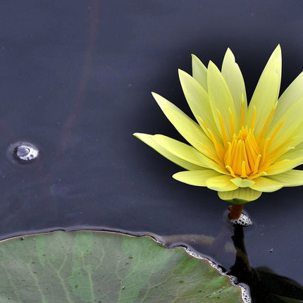 Nymphaea 'Texas Dawn'