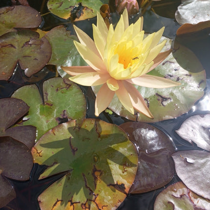 Nymphaea 'Texas Dawn'