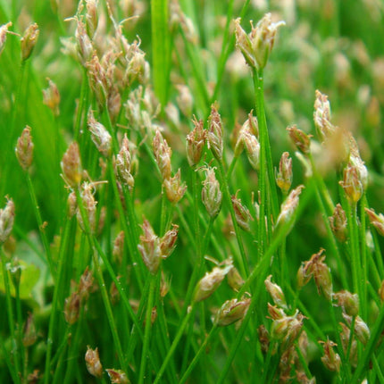 Eleocharis acicularis