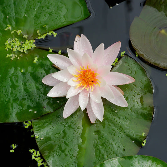 Venusta Water Lily - Pond Plants - MW27