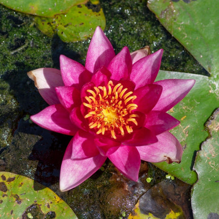 Nymphaea 'Vesuve'