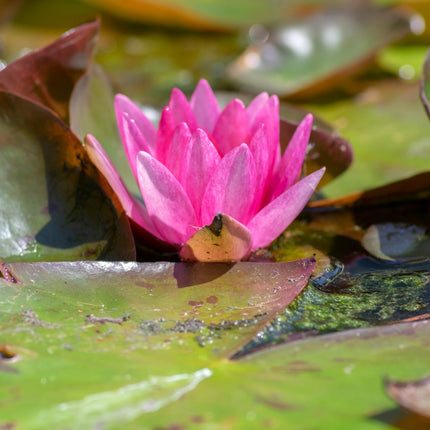Nymphaea 'Vesuve'
