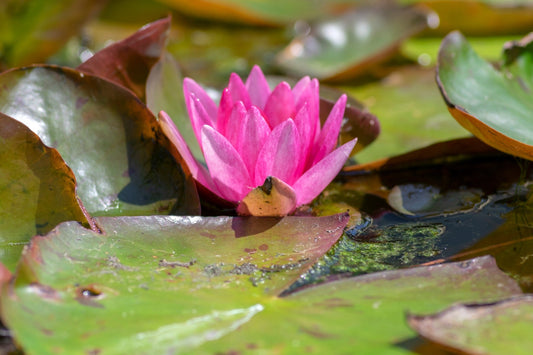 Vesuve Water Lily - Pond Plants - LW25