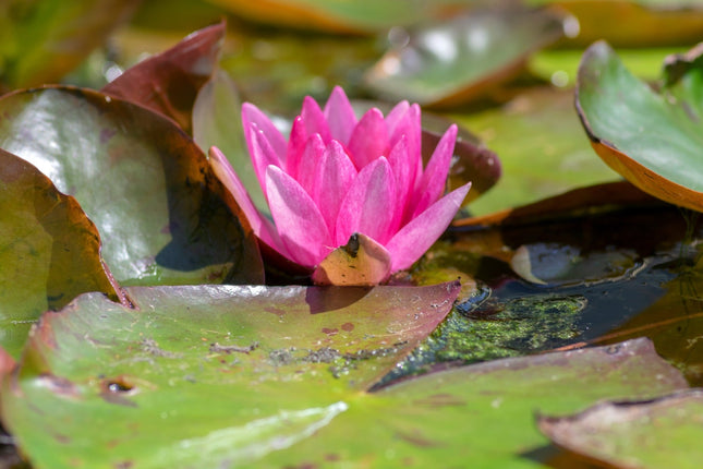 Nymphaea 'Vesuve'