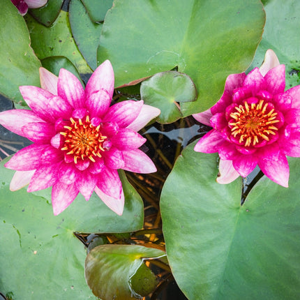 Nymphaea 'Vesuve'