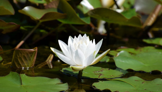 Virginia Water Lily - Pond Plants - LW26