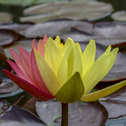 Nymphaea 'Wanvisa'