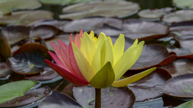Nymphaea 'Wanvisa'