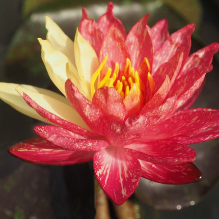 Nymphaea 'Wanvisa'