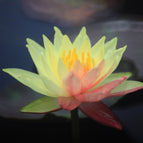5 Litre Premium Potted