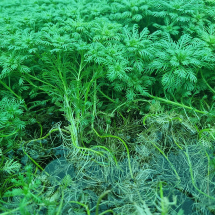 Hottonia Palustris - 1- 25 Bunches / Oxygenating Pond Water Plants/ weed - OX009