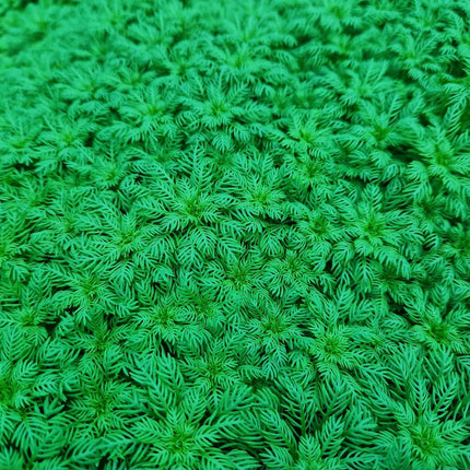 Hottonia Palustris - 1- 25 Bunches / Oxygenating Pond Water Plants/ weed - OX009
