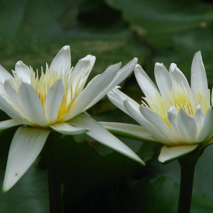 Nymphaea 'Gladstoniana'