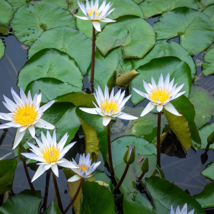Nymphaea 'Gladstoniana'