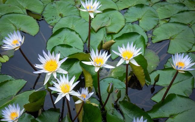 Nymphaea 'Gladstoniana'