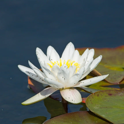 Nymphaea 'Gladstoniana'