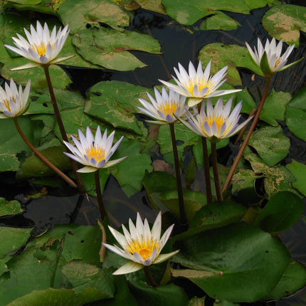Nymphaea 'Gladstoniana'