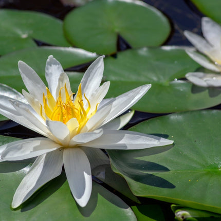 Nymphaea 'Hermine'