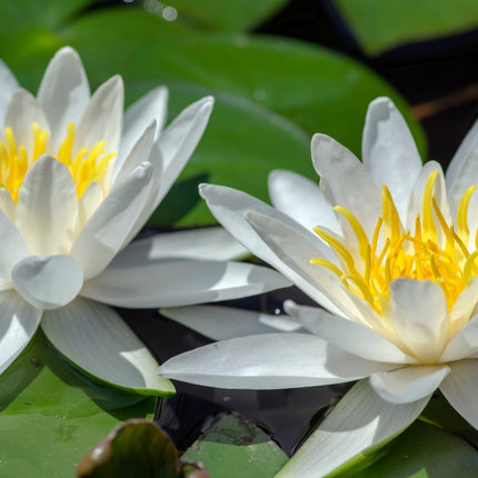Nymphaea 'Hermine'