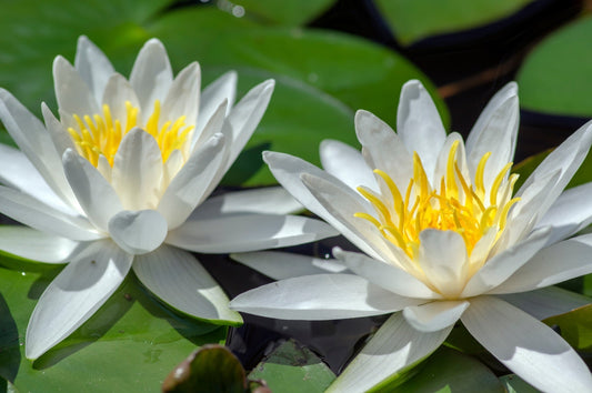 White Hermine Water Lily - Pond Plants - LW11