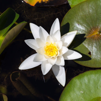 Nymphaea 'Hermine'