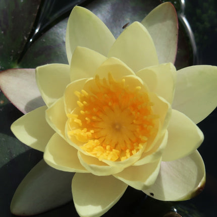 Nymphaea 'Yellow Sensation'