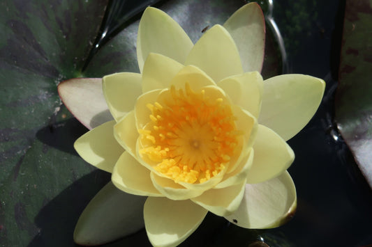 Yellow Sensation Water Lily - Pond Plants - MW30