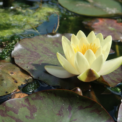 Nymphaea 'Yellow Sensation'