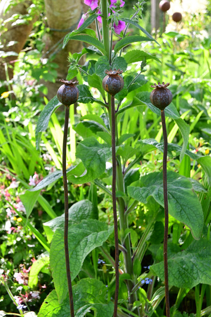 Wavy Poppy Seedhead