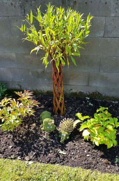 Salix Hybrid Americana Living Braided Willow Tree Sculpture 50cm, 15cm pot (50-01)