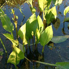 1 / 7cm Bareroot