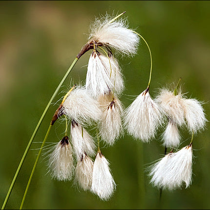 Eriophorum angustifolium