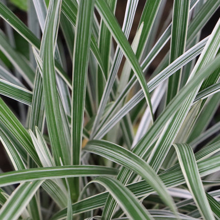 Phalaris arundinacea var picta