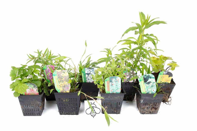 Lincolnshire Pond Plants Bee Marginal 8 Pack Potted - BF802